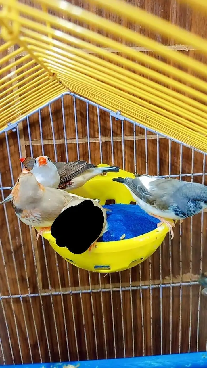 finches mutation male — photo 7