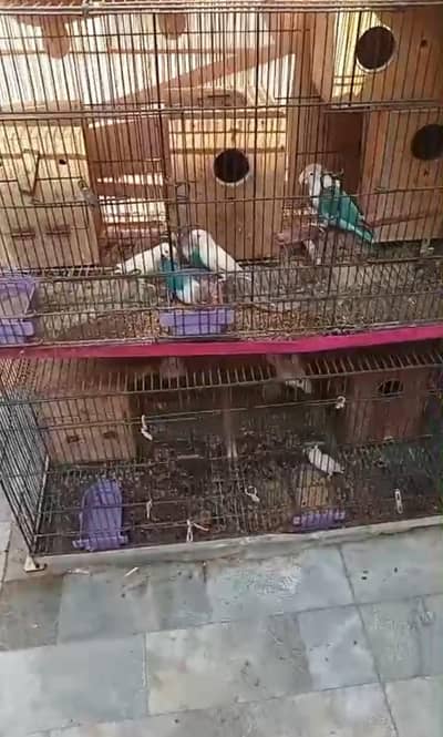 love birds pair ,cage , love birds box ,03404273256