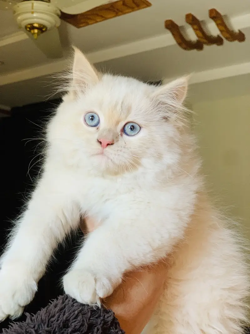 White male cat , Blue Eyes , Vaccinated. Price will be negotiable — photo 3