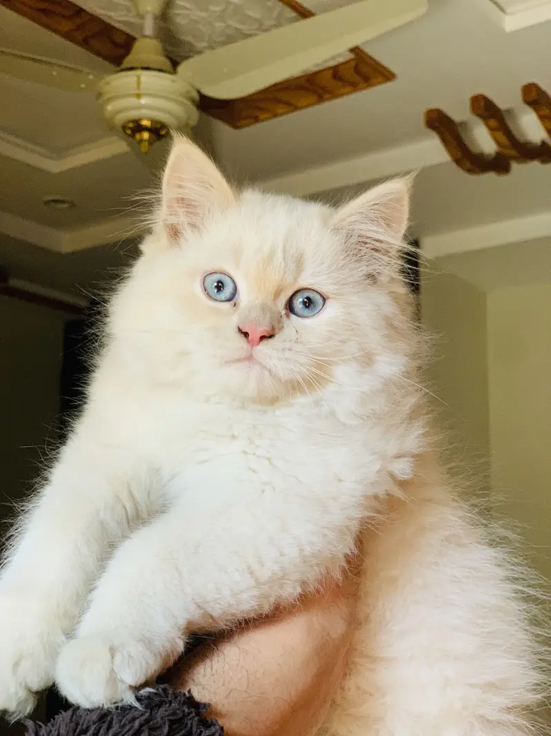 White male cat , Blue Eyes , Vaccinated. Price will be negotiable — photo 2