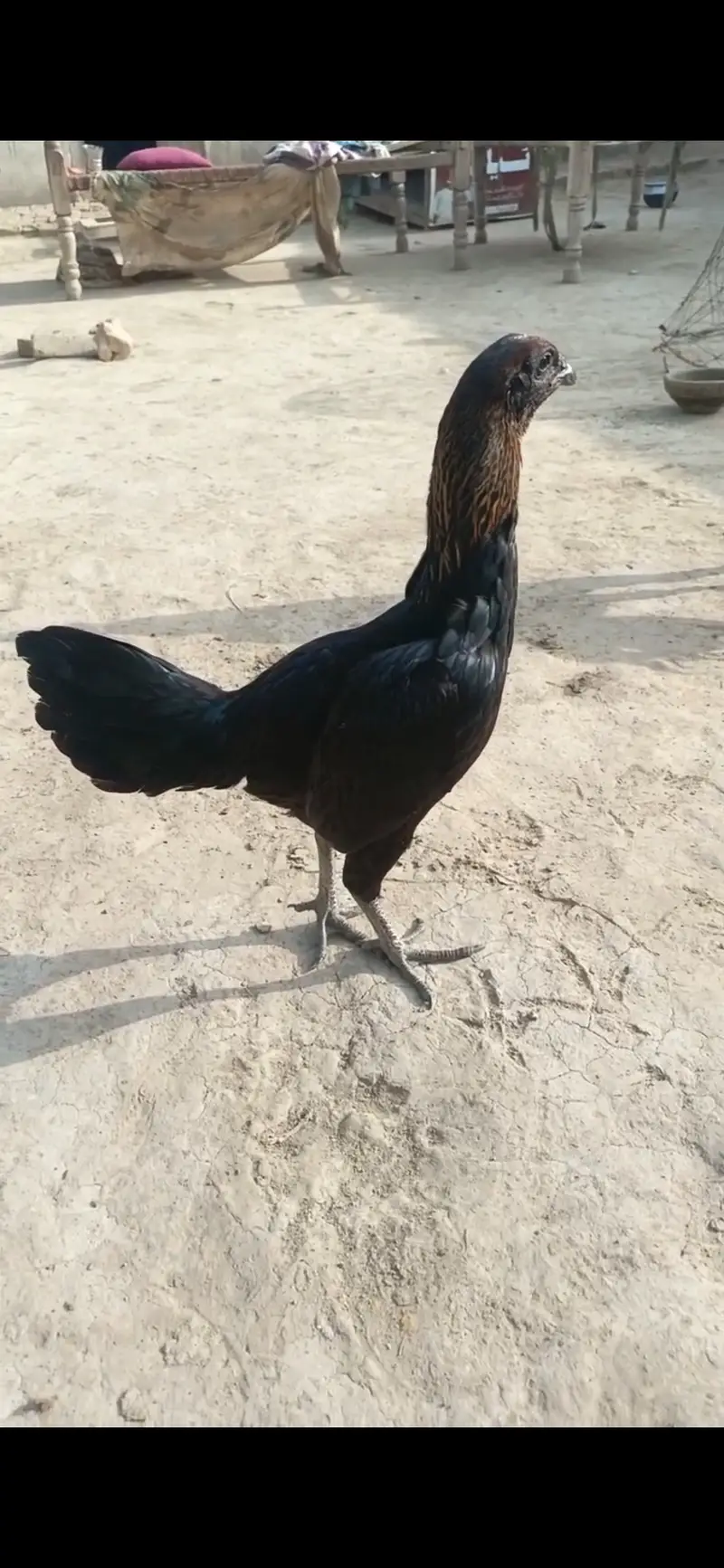 dragon  aseel