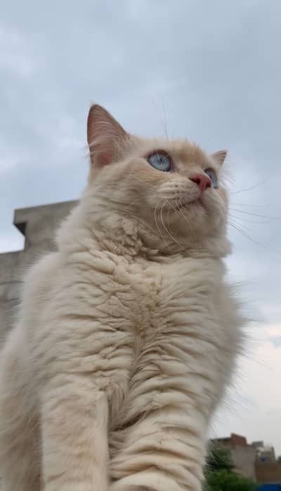 White male cat , Blue Eyes , Vaccinated. Price will be negotiable