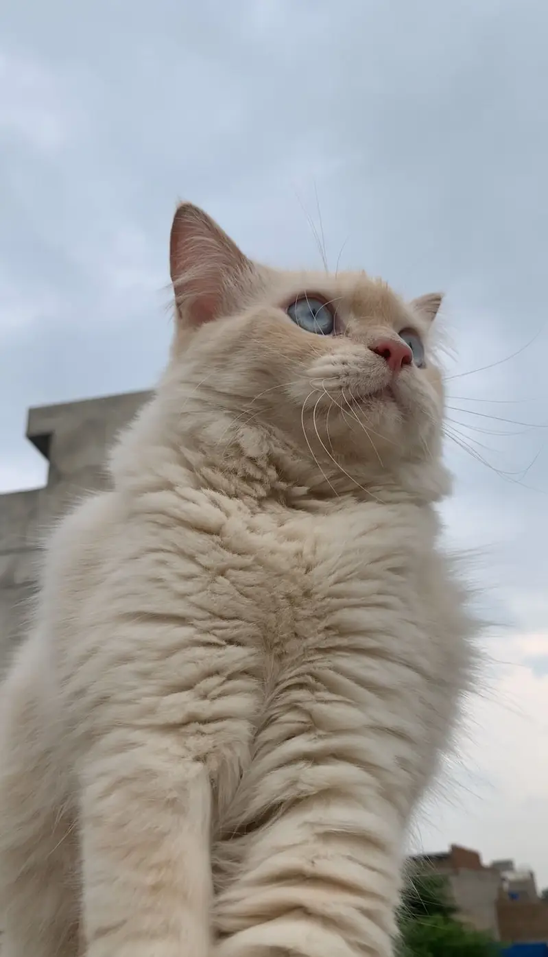 White male cat , Blue Eyes , Vaccinated. Price will be negotiable