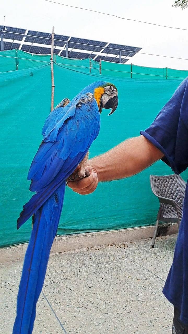 macaw 0