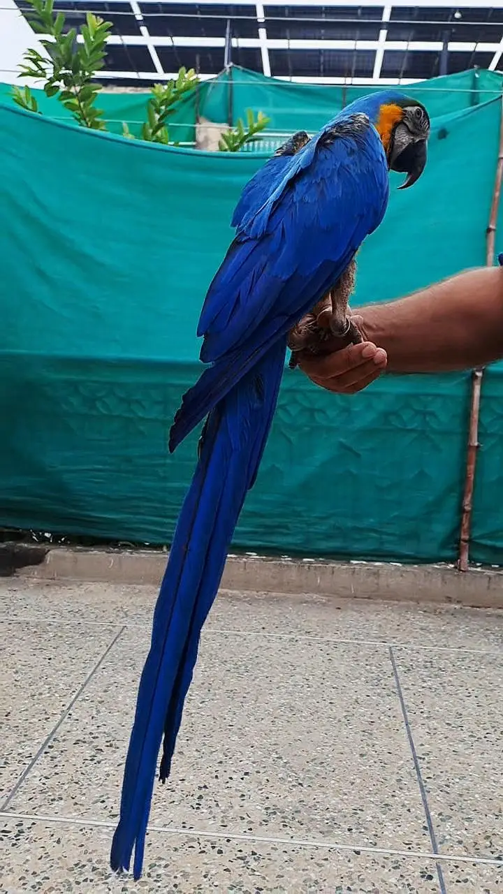 macaw — photo 2