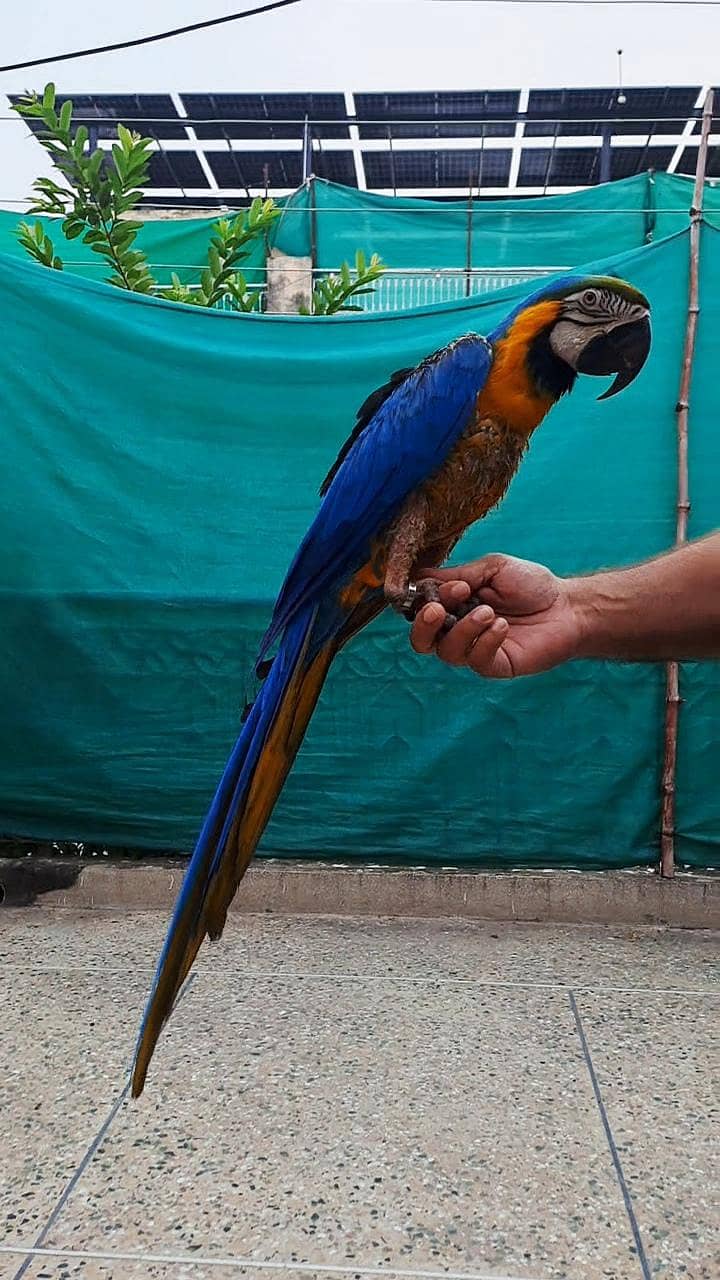 macaw 2
