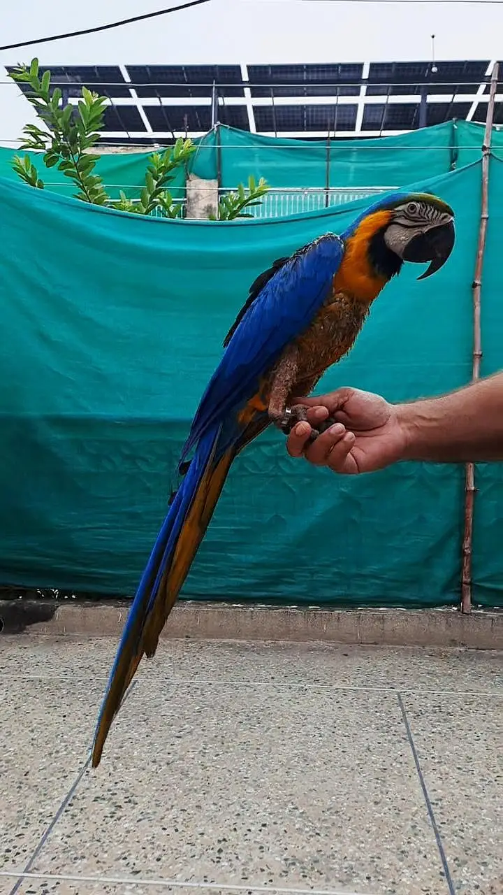 macaw — photo 3