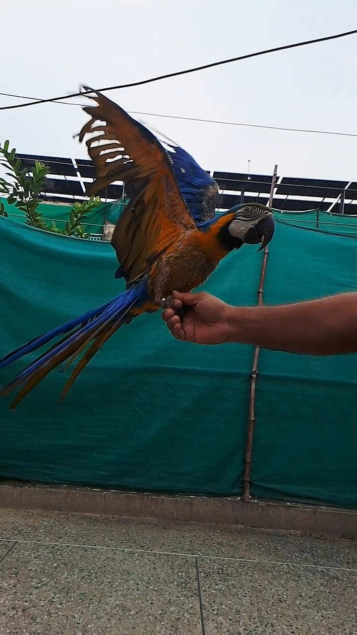 macaw 3