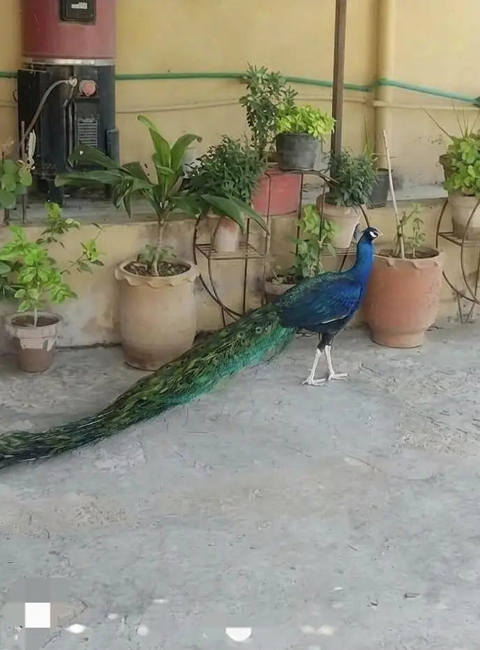 A+ quality black shoulder bareedr male Avelible for sale