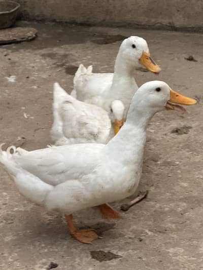 Only front male duck for sale
