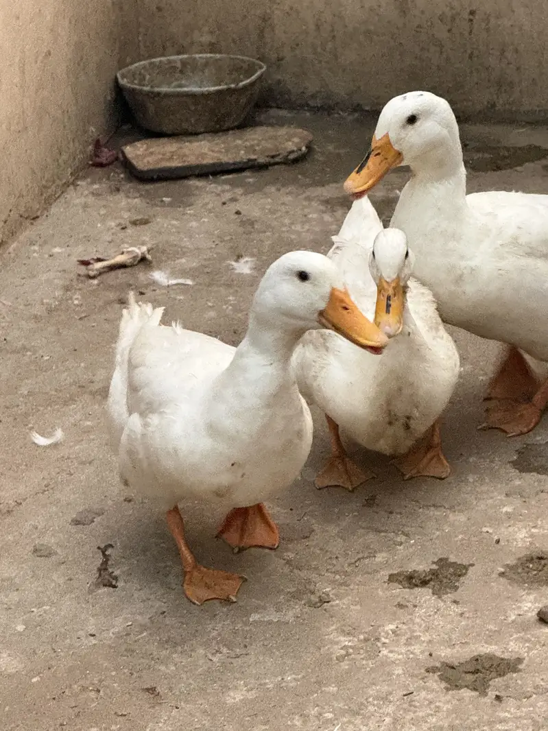 Only front male duck for sale — photo 2