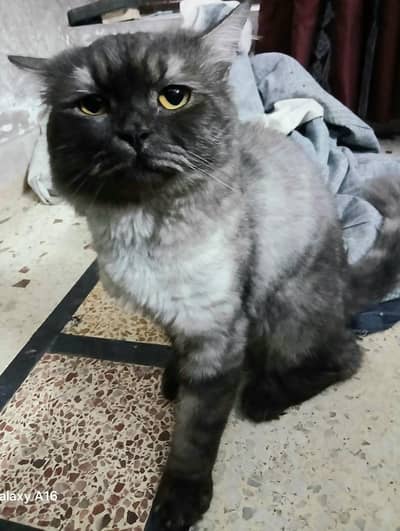 Persian Stud Male Cat for Sale – 2 Years Old, Charcoal Grey