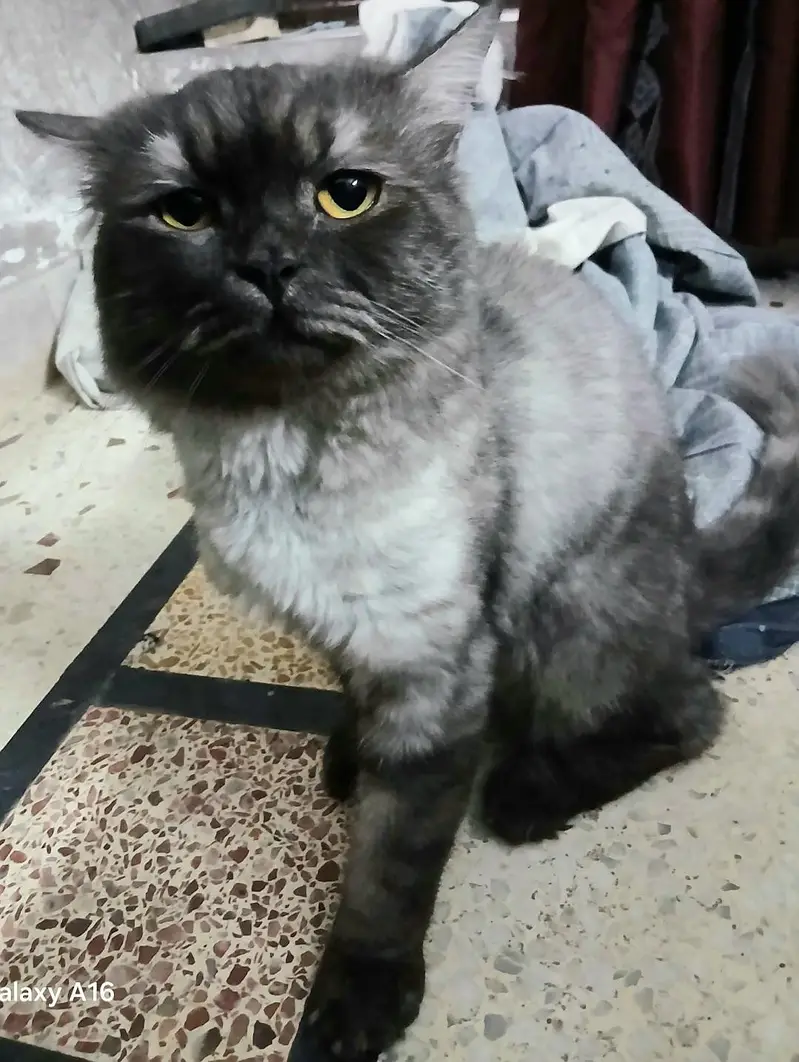 Persian Stud Male Cat for Sale – 2 Years Old, Charcoal Grey