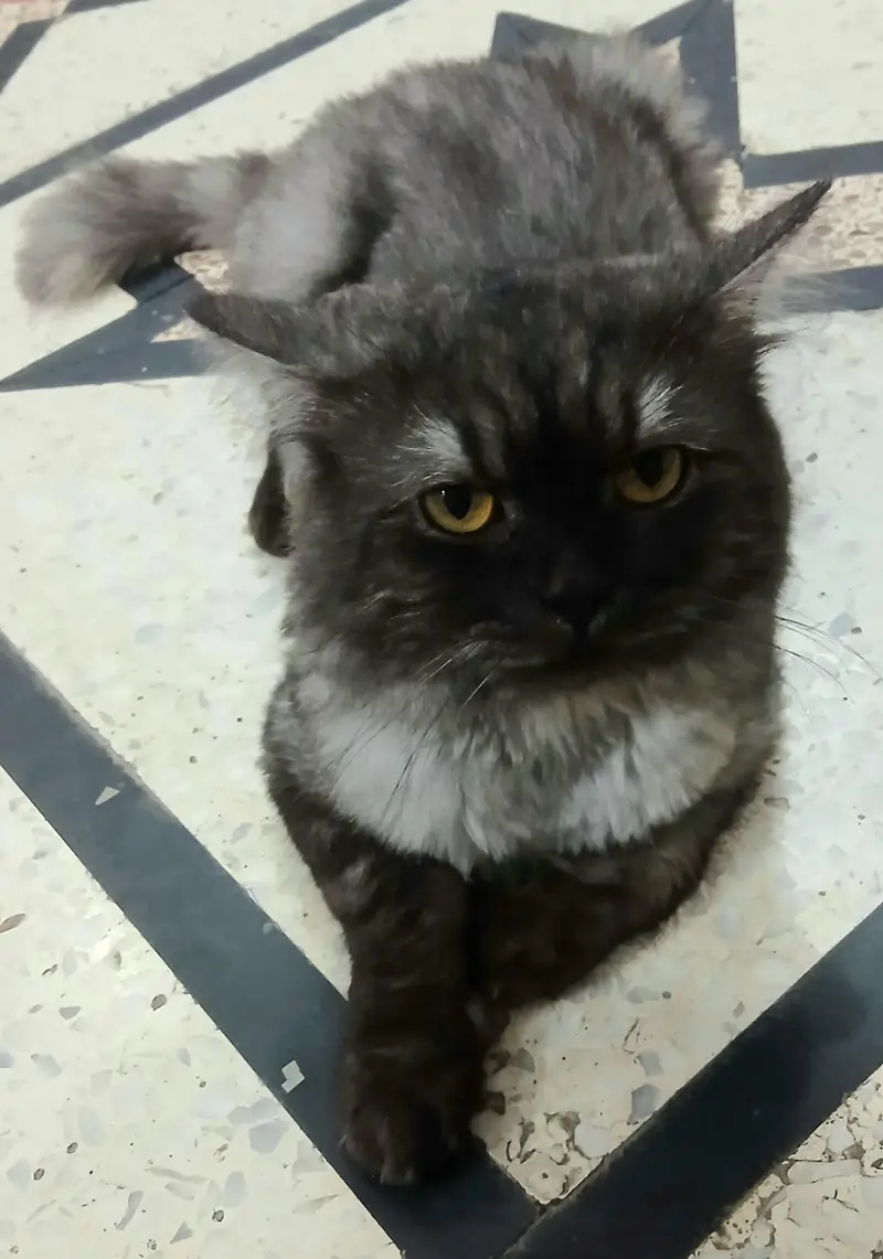 Persian Stud Male Cat for Sale – 2 Years Old, Charcoal Grey — photo 2