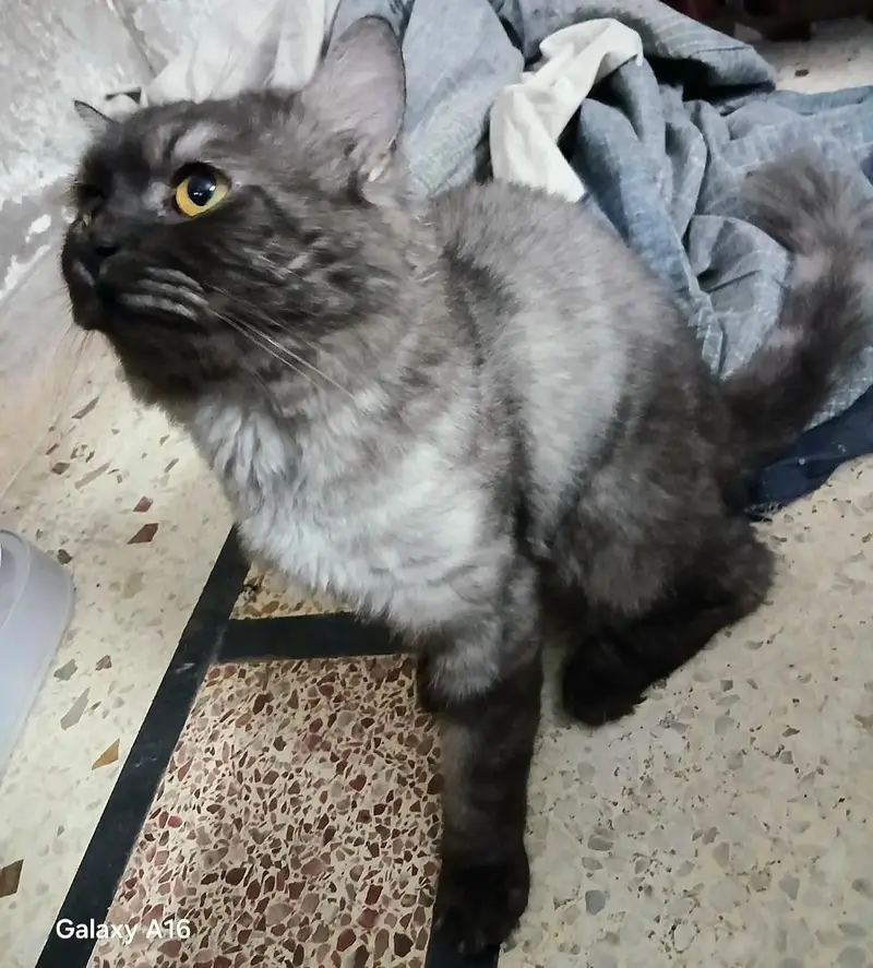 Persian Stud Male Cat for Sale – 2 Years Old, Charcoal Grey — photo 3