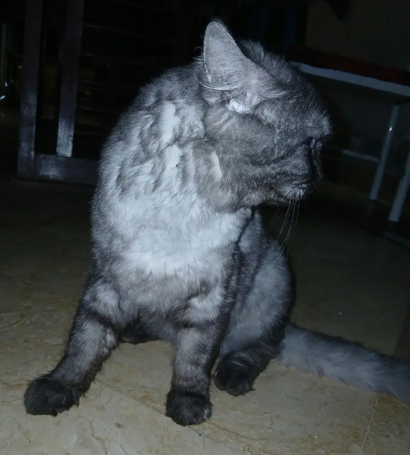 Persian Stud Male Cat for Sale – 2 Years Old, Charcoal Grey — photo 5