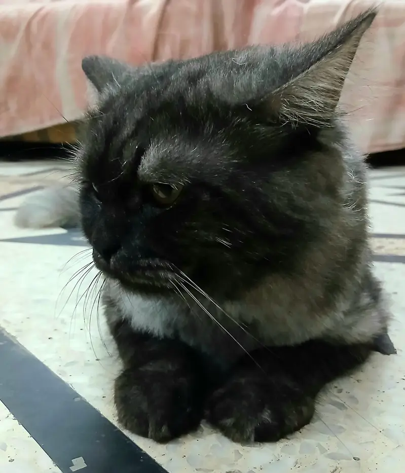 Persian Stud Male Cat for Sale – 2 Years Old, Charcoal Grey — photo 6