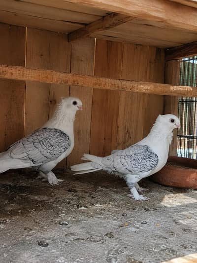 American pair 100 grunted