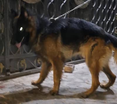 german shepherd long cort male for sale