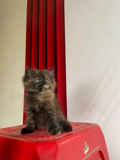 Persian cats and kittens pair