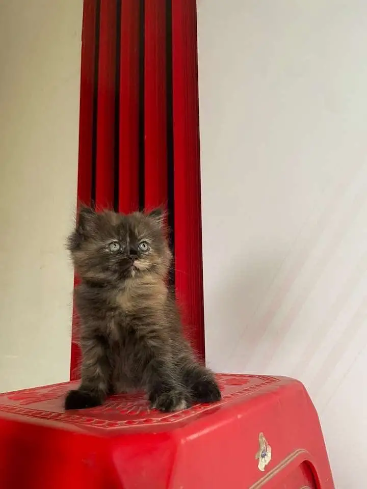 Persian cats and kittens pair