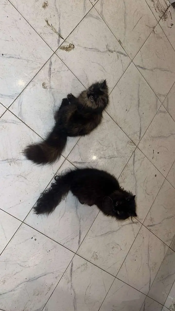 Persian cats and kittens pair — photo 2