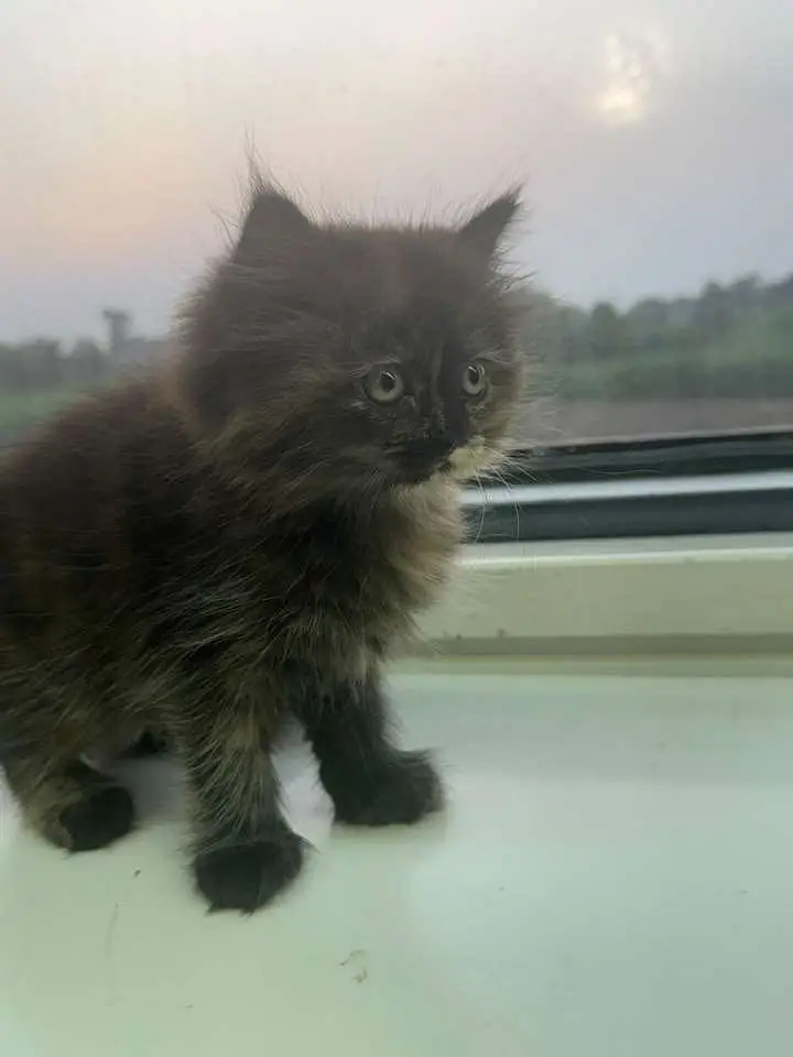 Persian cats and kittens pair — photo 3