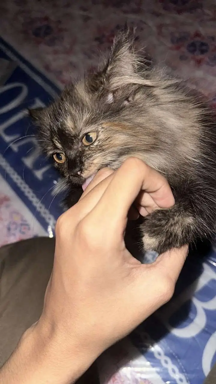 Persian cats and kittens pair — photo 4