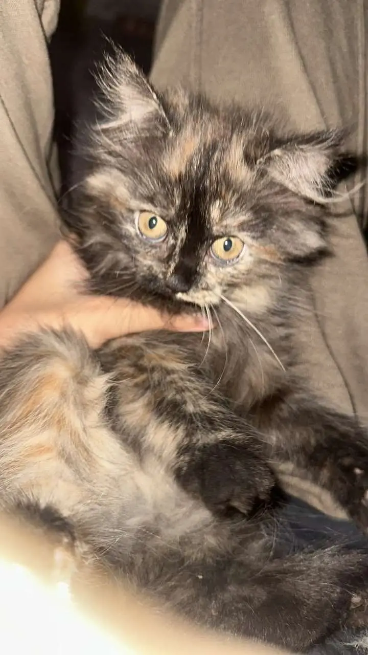 Persian cats and kittens pair — photo 5