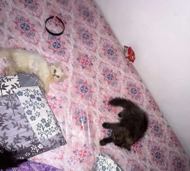 Persian cats and kittens pair — photo 6