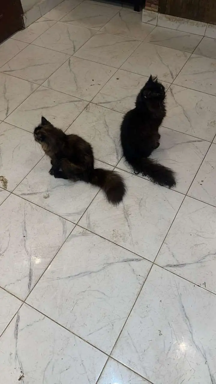 Persian cats and kittens pair — photo 7