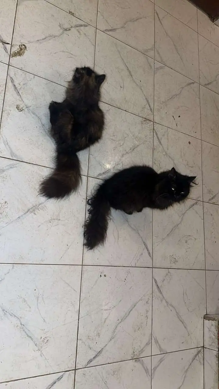 Persian cats and kittens pair — photo 8