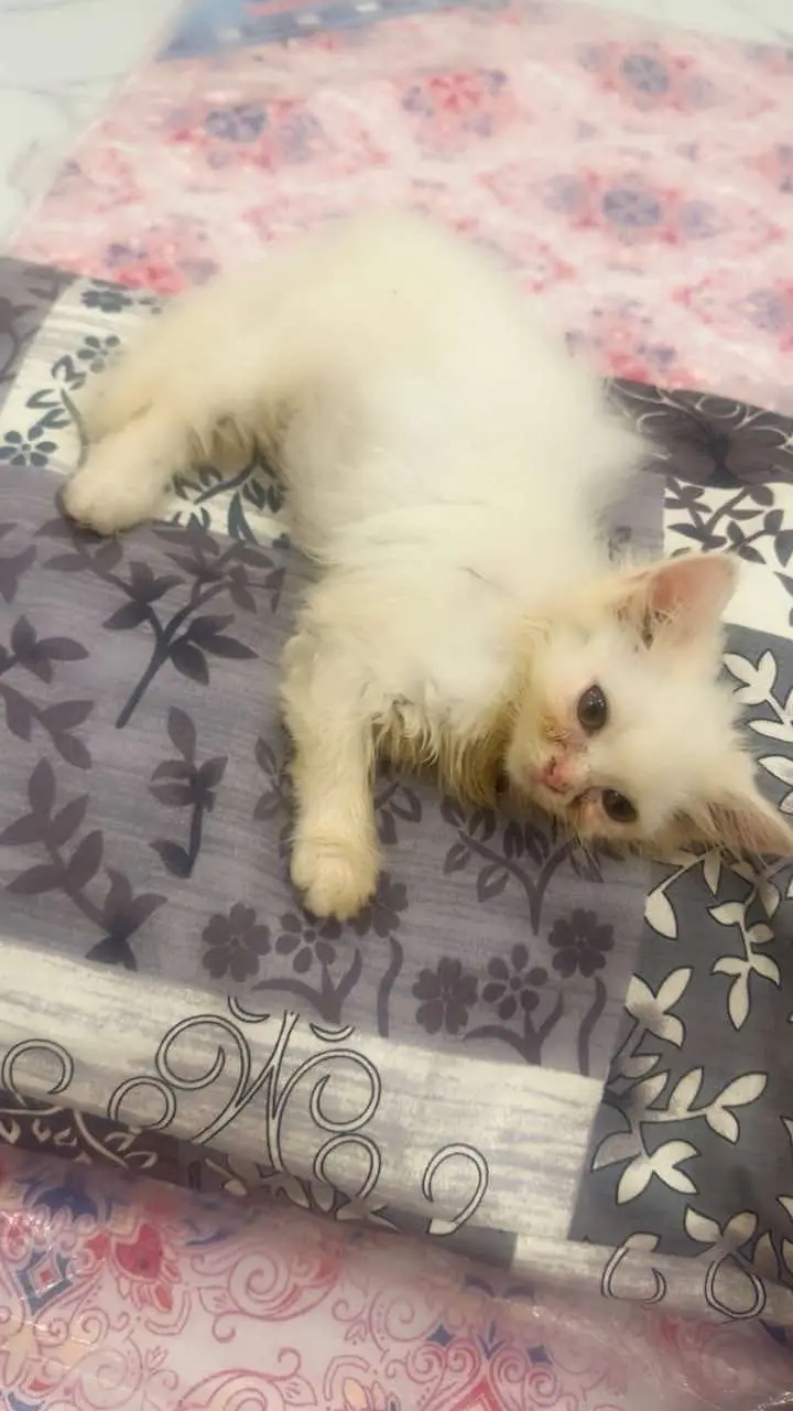 Persian cats and kittens pair — photo 9
