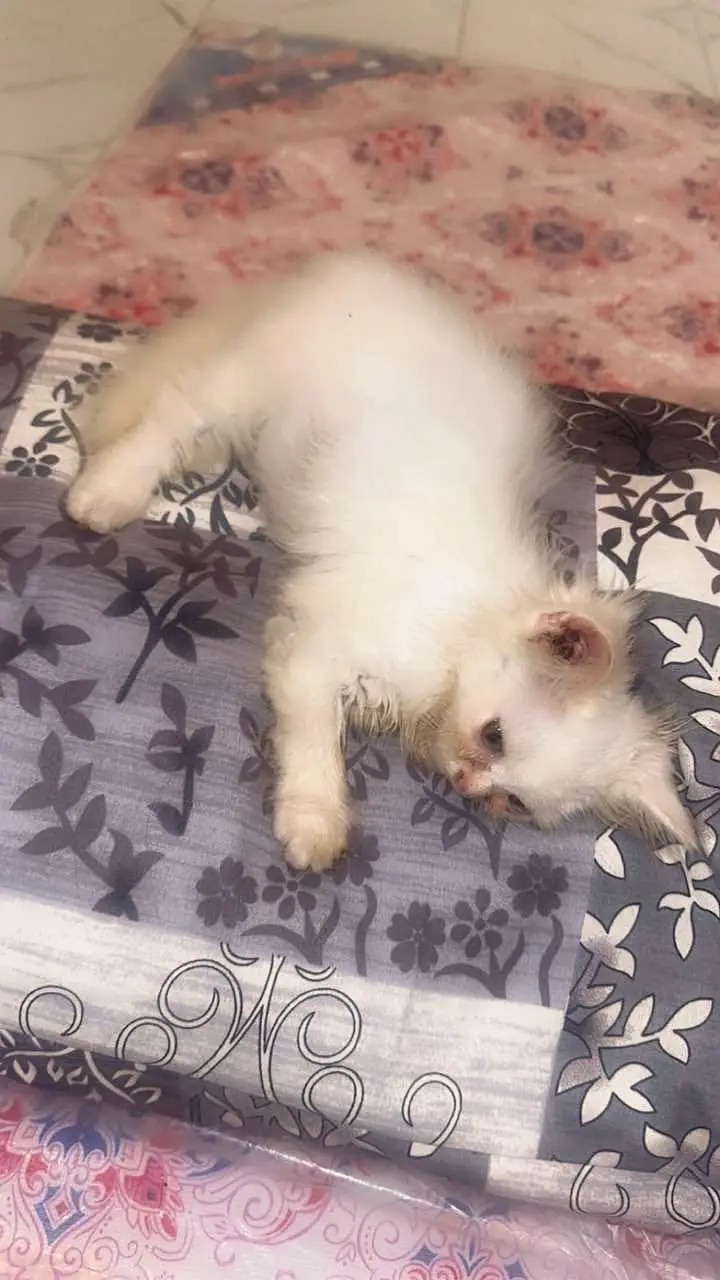 Persian cats and kittens pair — photo 10