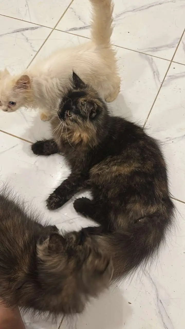Persian cats and kittens pair — photo 11