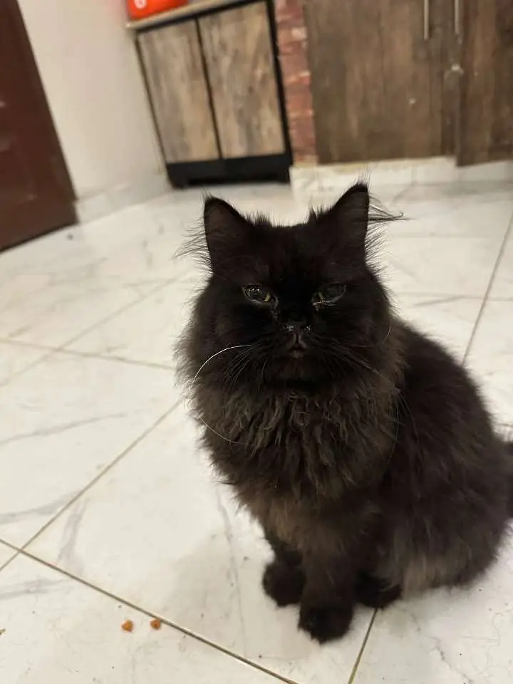 Persian cats and kittens pair — photo 12