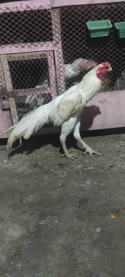 pure Indian parrot beak long tail aseel patha age 7month