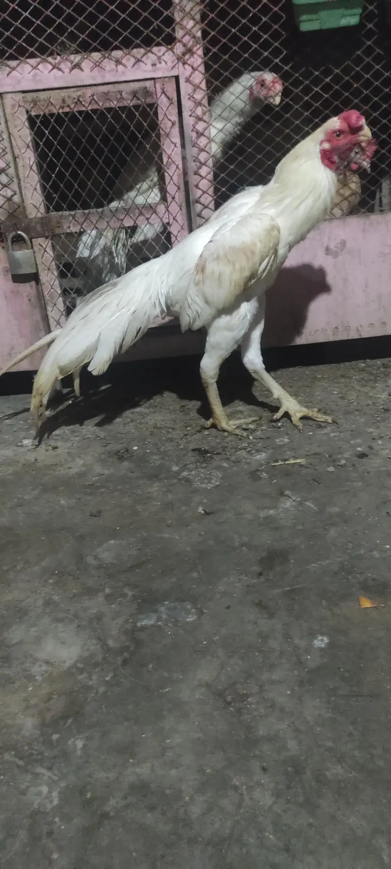 pure Indian parrot beak long tail aseel patha age 7month — photo 2