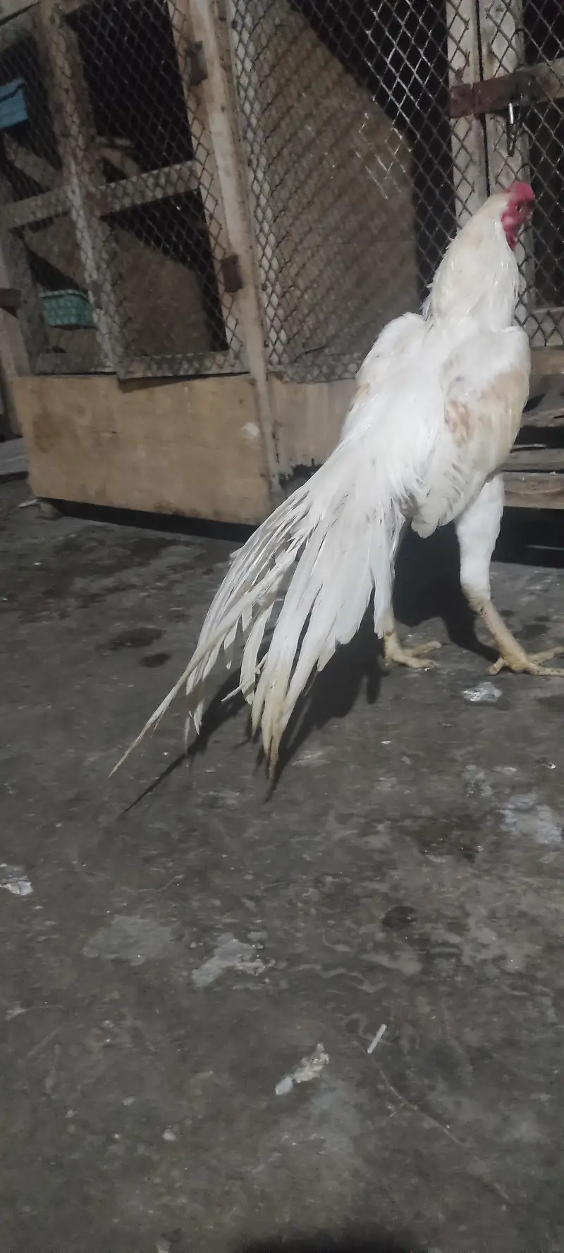 pure Indian parrot beak long tail aseel patha age 7month — photo 3