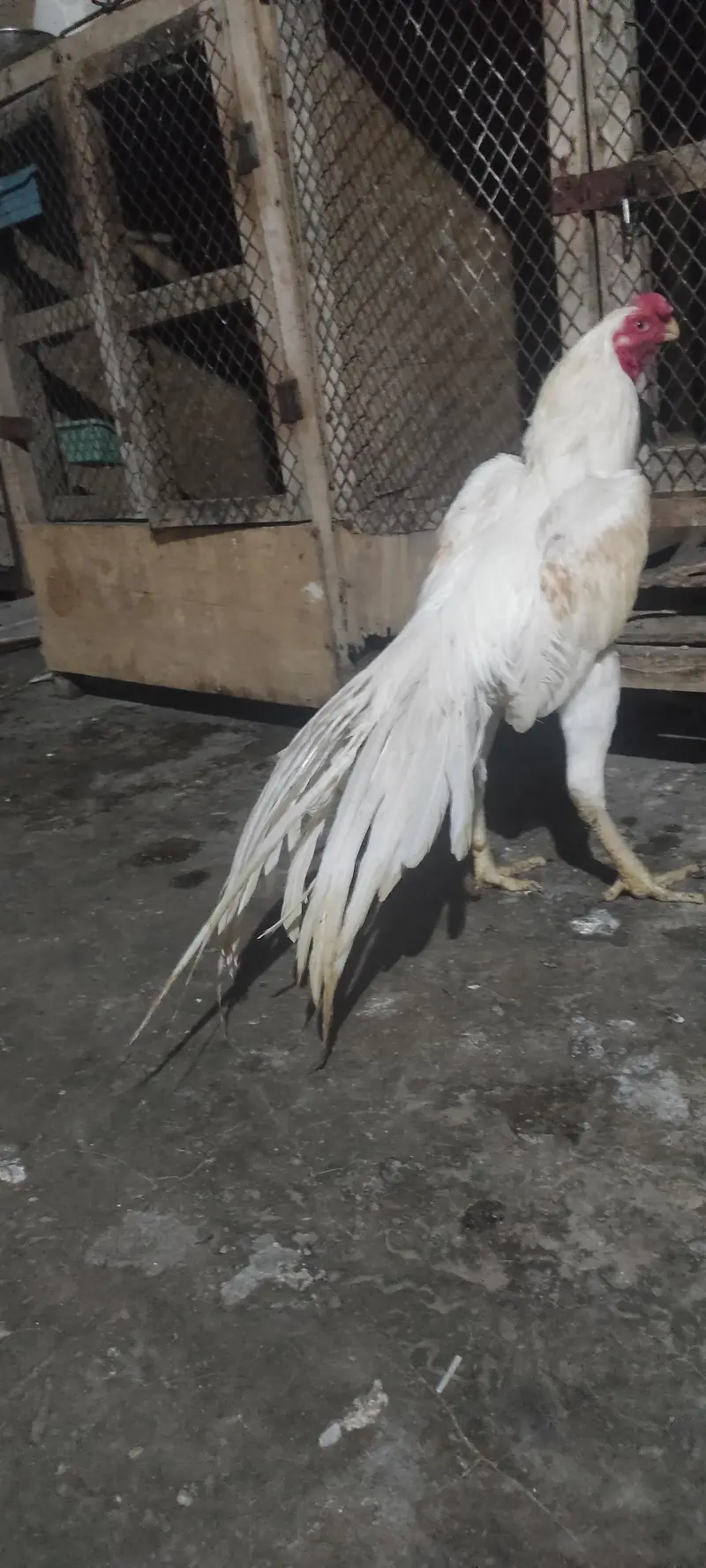 pure Indian parrot beak long tail aseel patha age 7month — photo 4