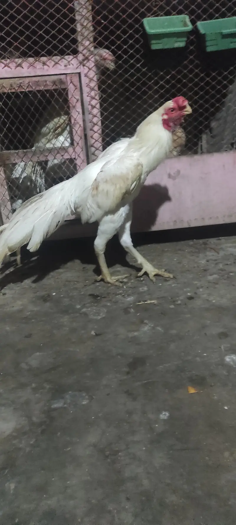 pure Indian parrot beak long tail aseel patha age 7month — photo 5