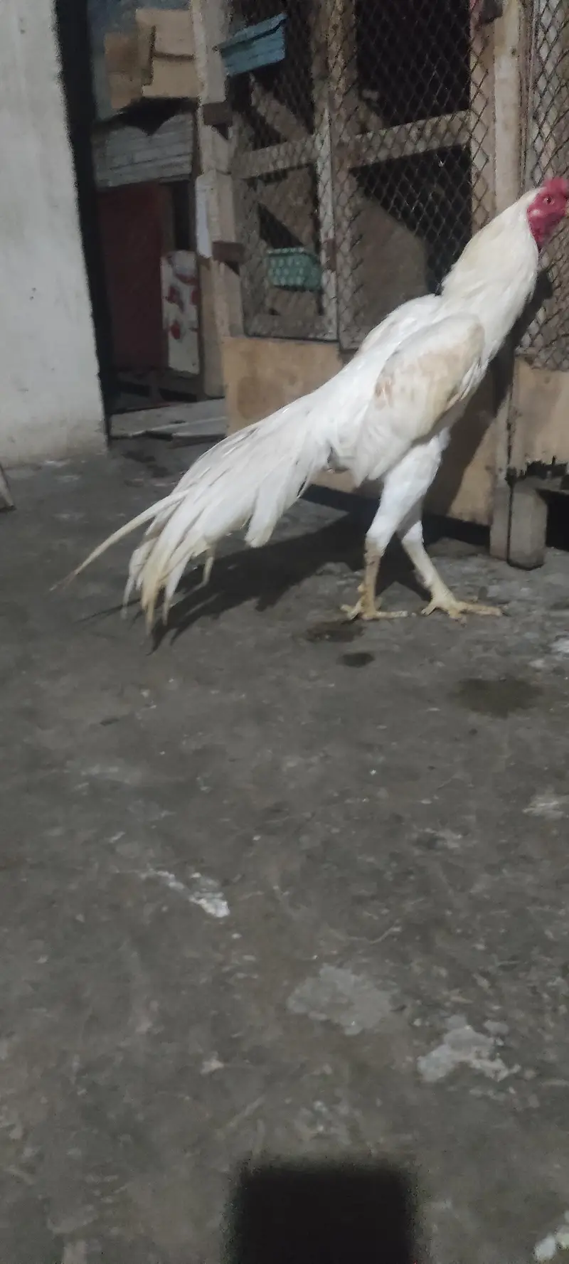 pure Indian parrot beak long tail aseel patha age 7month — photo 6