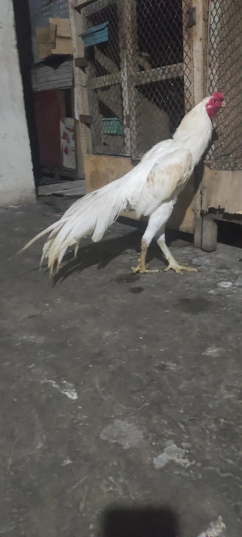 pure Indian parrot beak long tail aseel patha age 7month — photo 7