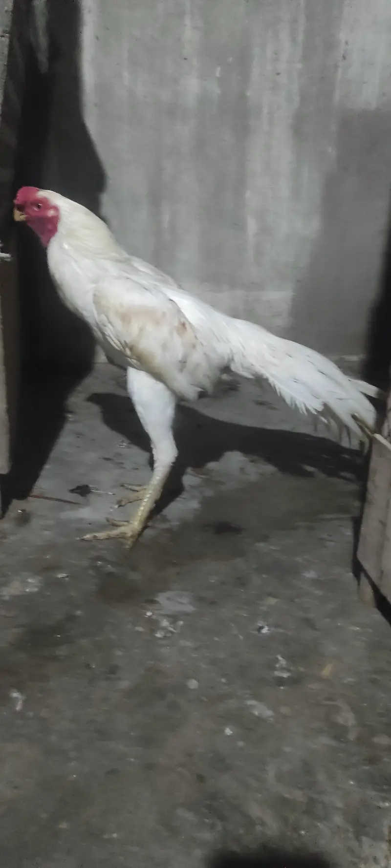 pure Indian parrot beak long tail aseel patha age 7month — photo 8