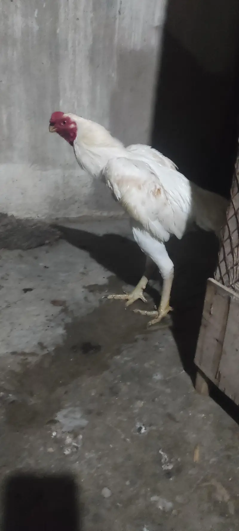 pure Indian parrot beak long tail aseel patha age 7month — photo 9