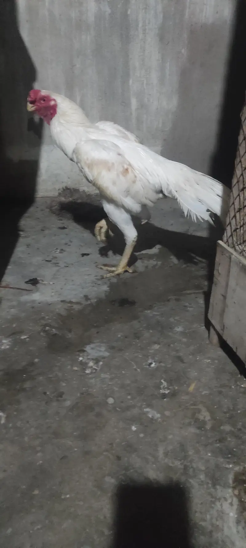 pure Indian parrot beak long tail aseel patha age 7month — photo 10