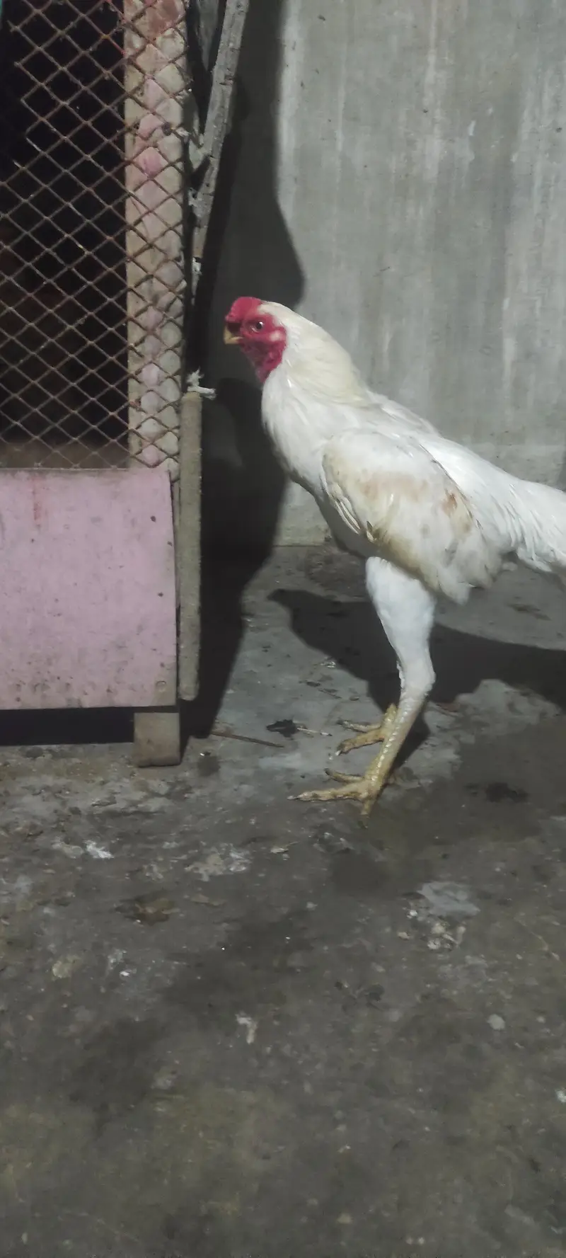 pure Indian parrot beak long tail aseel patha age 7month — photo 11