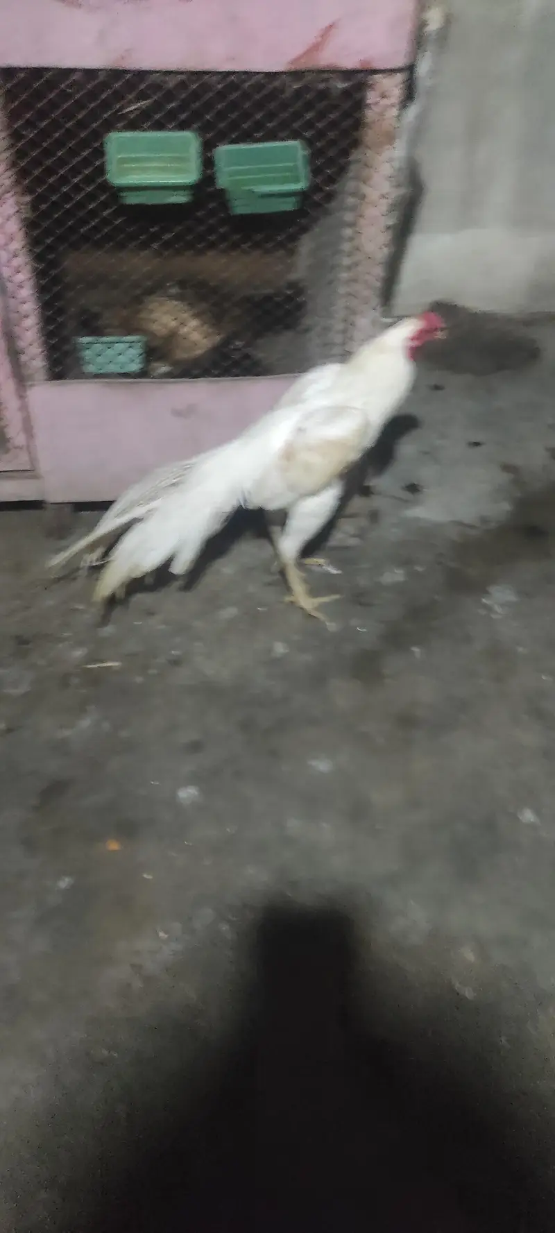 pure Indian parrot beak long tail aseel patha age 7month — photo 12