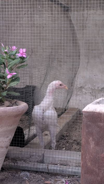Aseel white for sale