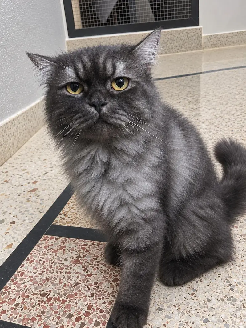 Persian Stud Male Cat for Sale – 2 Years Old, Charcoal Grey — photo 4